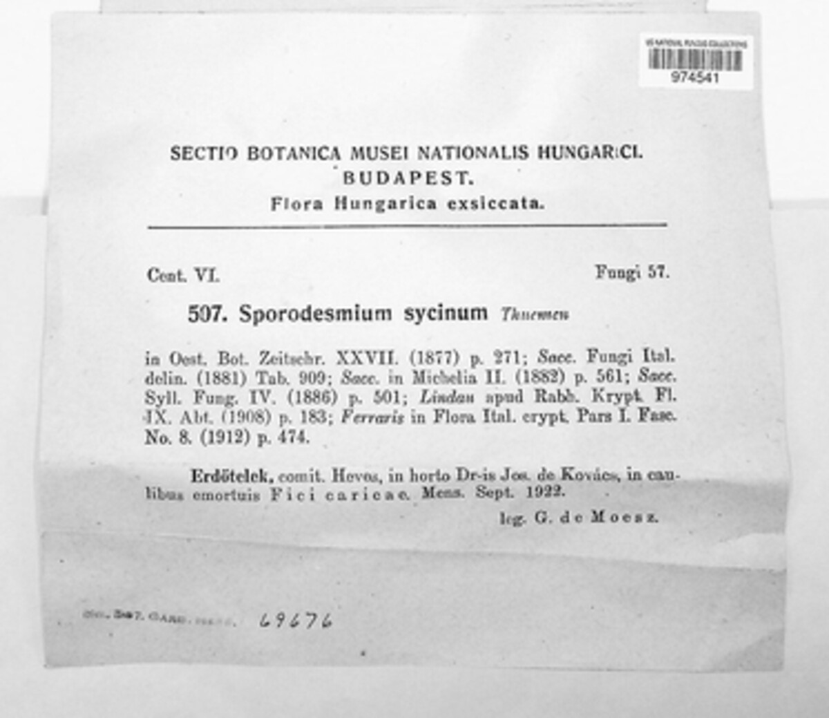 Stigmina sycina image